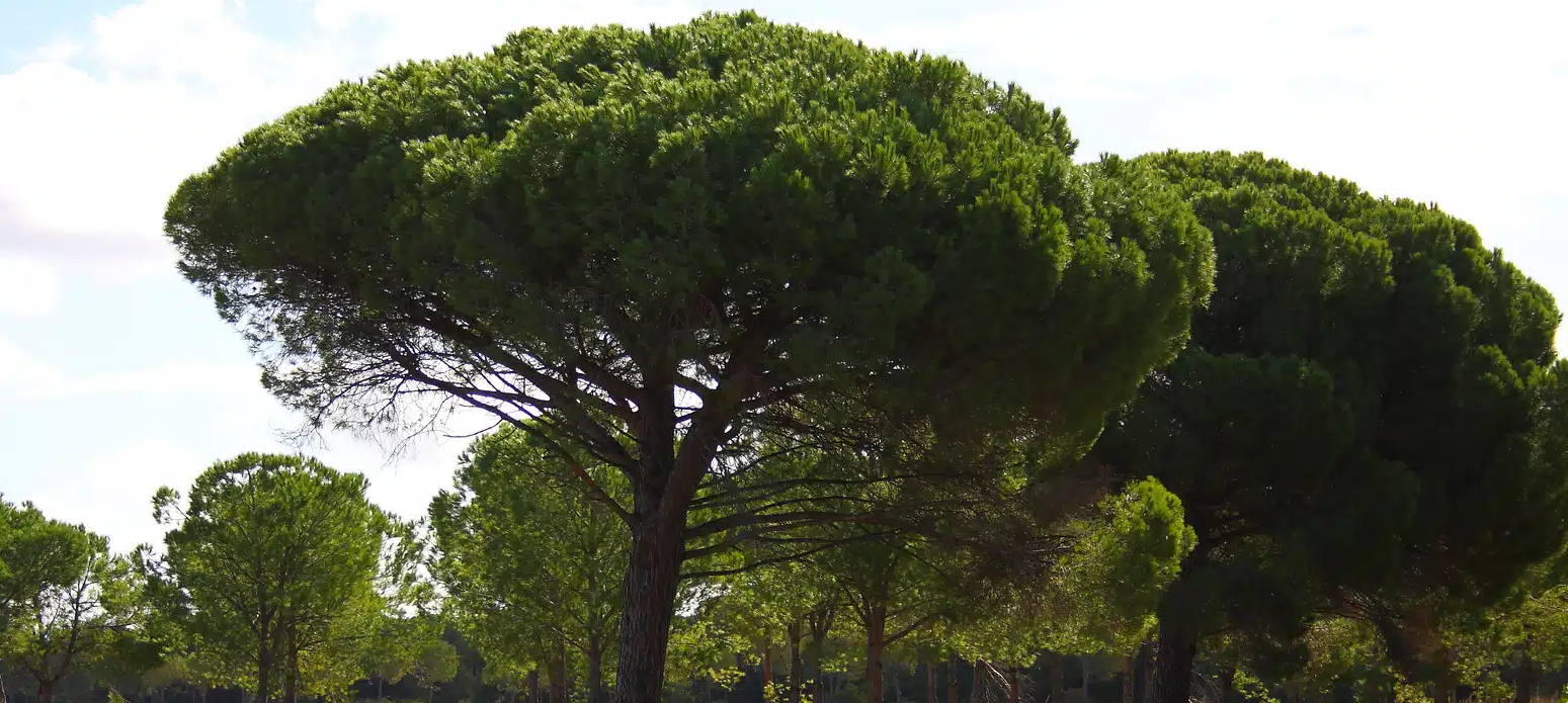 Pinos de Mijas